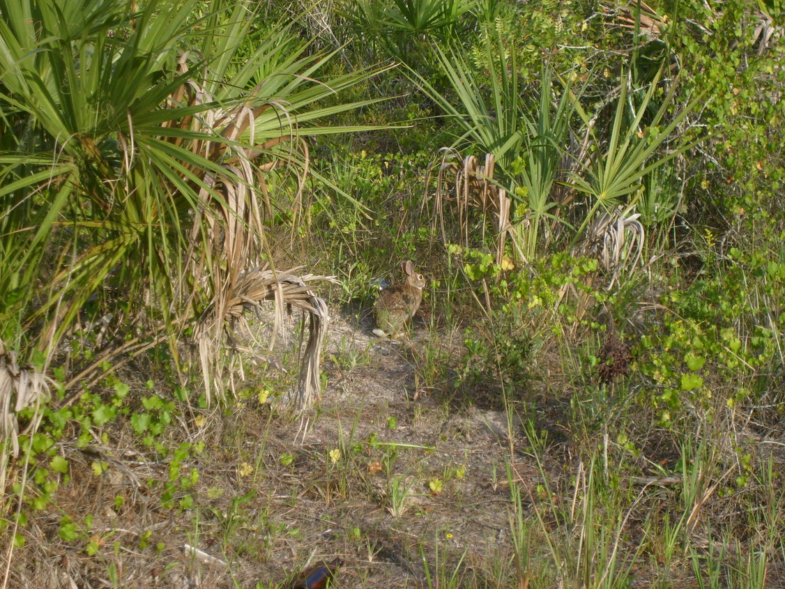 North Port, FL: Wild Rabbit