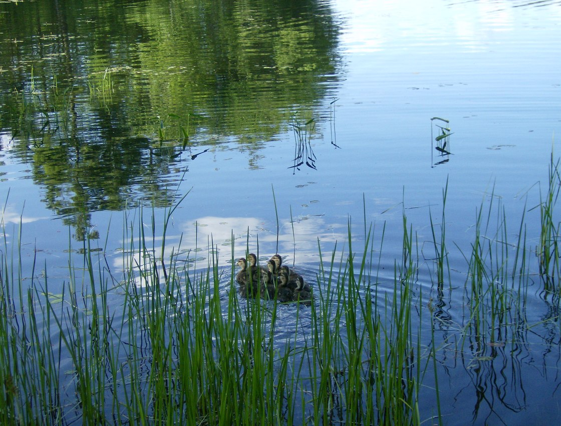 Litchfield, ME: Ducks on Buker Pond