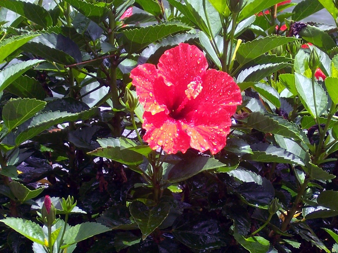 Savannah, GA: Red Hibiscus - Forsythe Park