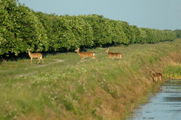 Sebastian, FL: Some wild Deer in the Groves