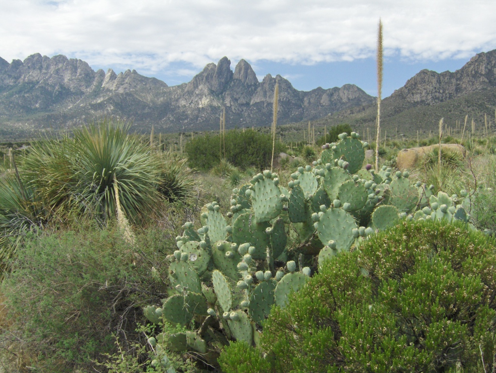 Las Cruces, NM: Aguirre Spring Picnic Area and Campground, east slope of the Organ Mountain range, off Highway 70