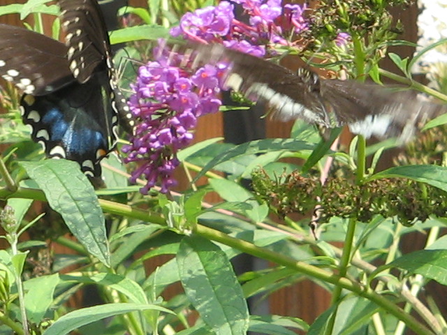 Sneads Ferry, NC: Butterflies in Sneads Ferry