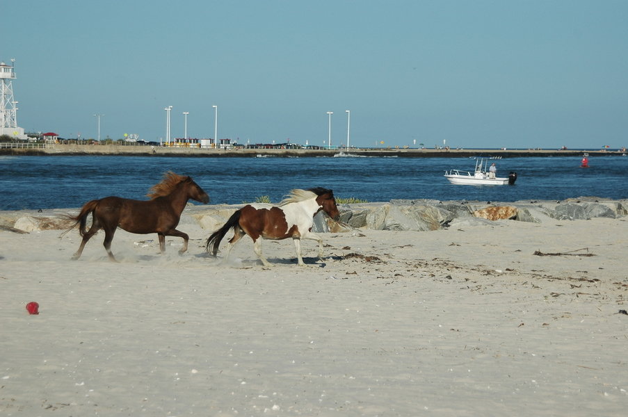 West Ocean City, MD: Assateague Island Wild Ponies at " The Wedge"
