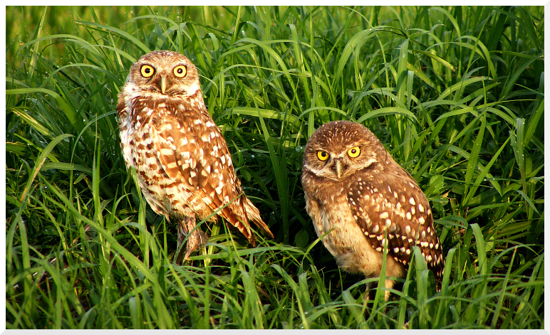 Lehigh Acres, FL: Burrowing Owls