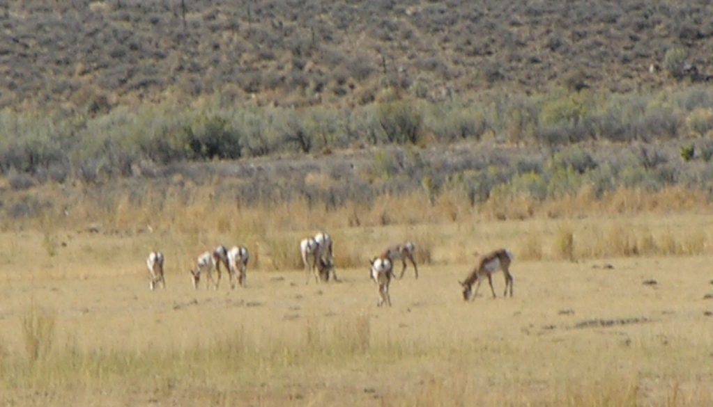 Jordan Valley, OR: antelopesnearjv