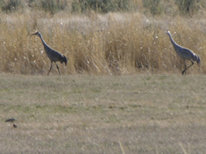 Jordan Valley, OR: sand cranes, jordan valley field