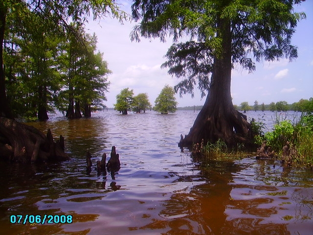 Oil City, LA: Caddo Lake at Oil City Park