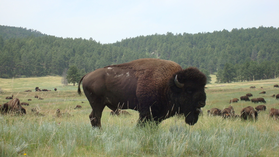 Custer, SD: Custer State Park: Bison