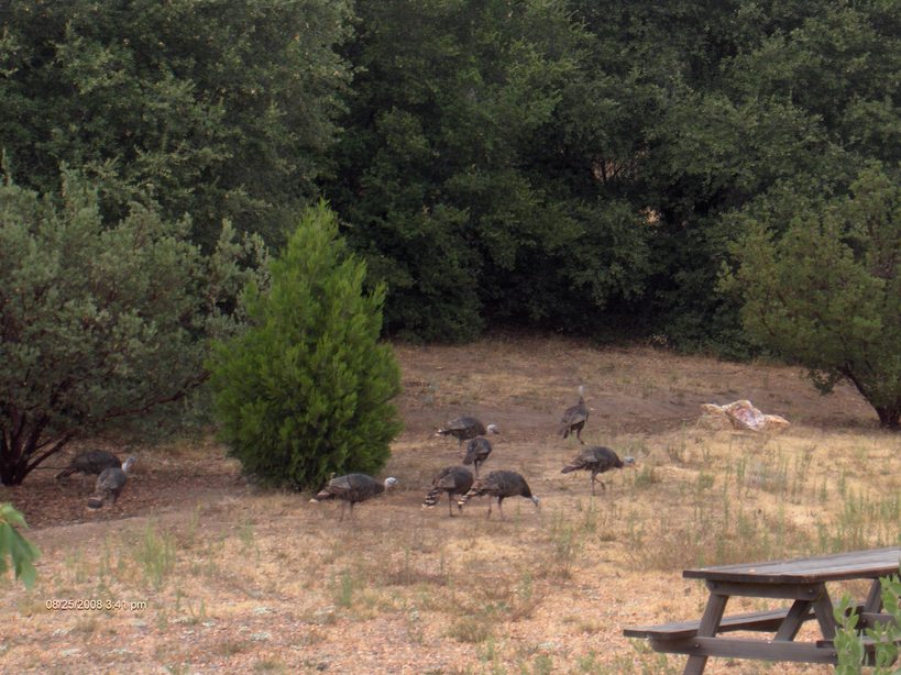 Julian, CA: Wild Turkeys spotted in Julian by the Orchard Hill Country Inn