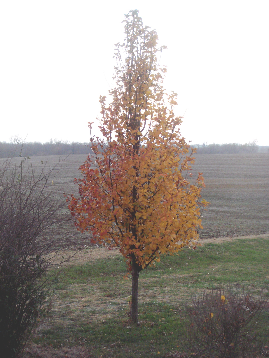 Winchester, IL: A lonely tree shivering in the fall foliage.