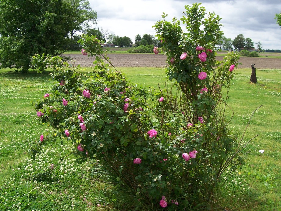 Steele, MO Beauitful flowers of Steele, MO photo, picture, image