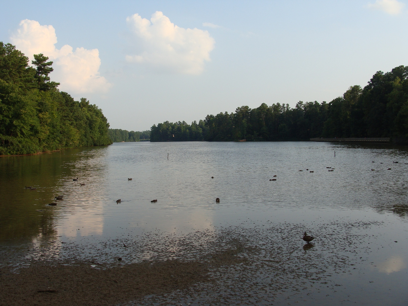 Alliance, NC: Lake Lynn's Natural Residents!