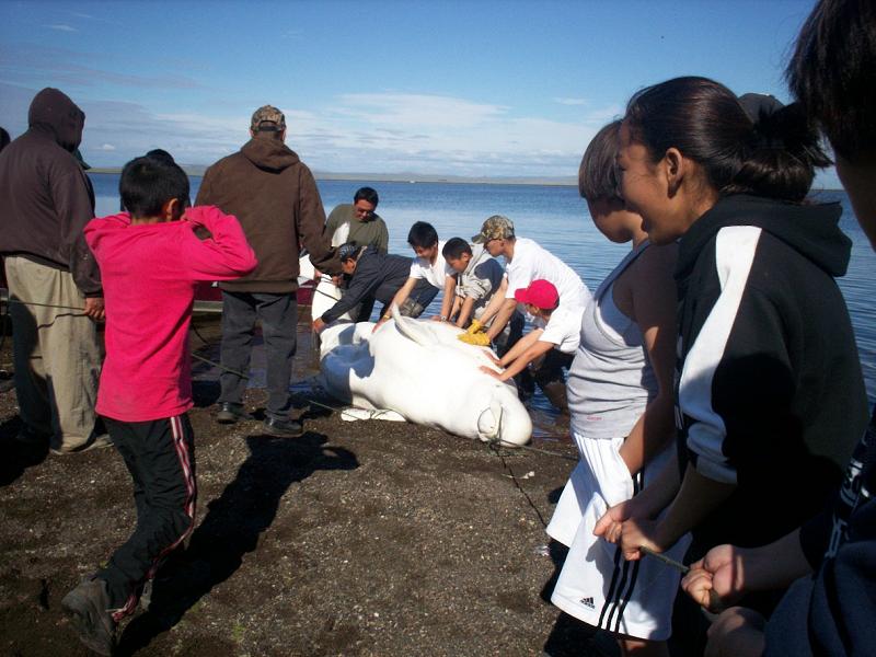 Kivalina, AK: 07' beluga whale/ residents of kvl ak