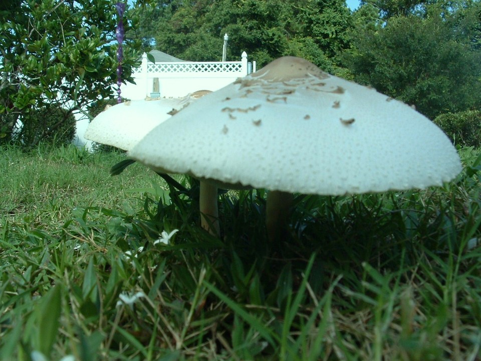 James Island, SC: Giant mushroom