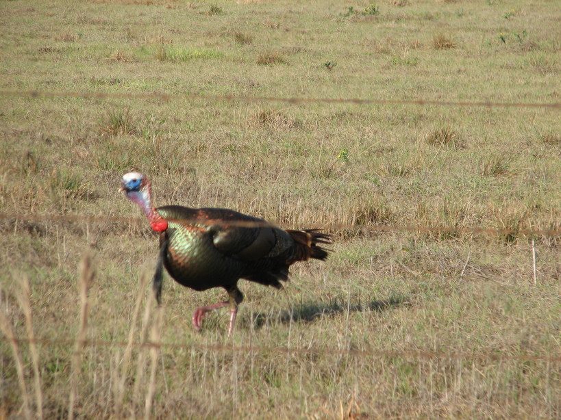 Okeechobee, FL: BIG TOM!