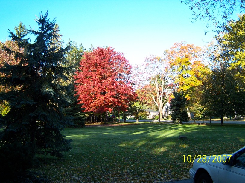 Stevensville, MI: Fall colors of Stevensville, MI