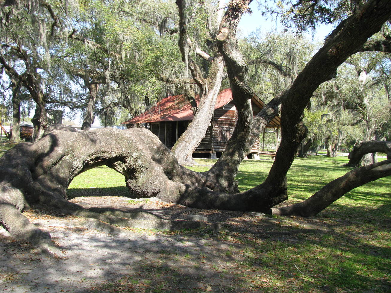 Mayo, FL: A old tree.