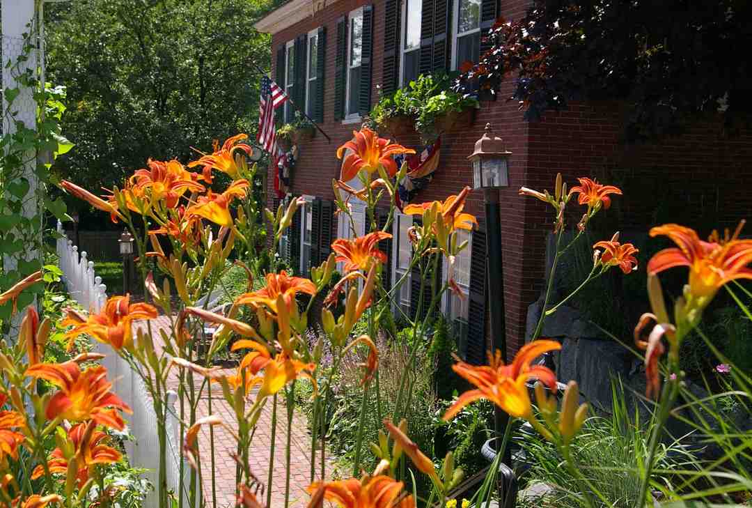 Plymouth, NH: tiger lillies at Federal House Inn