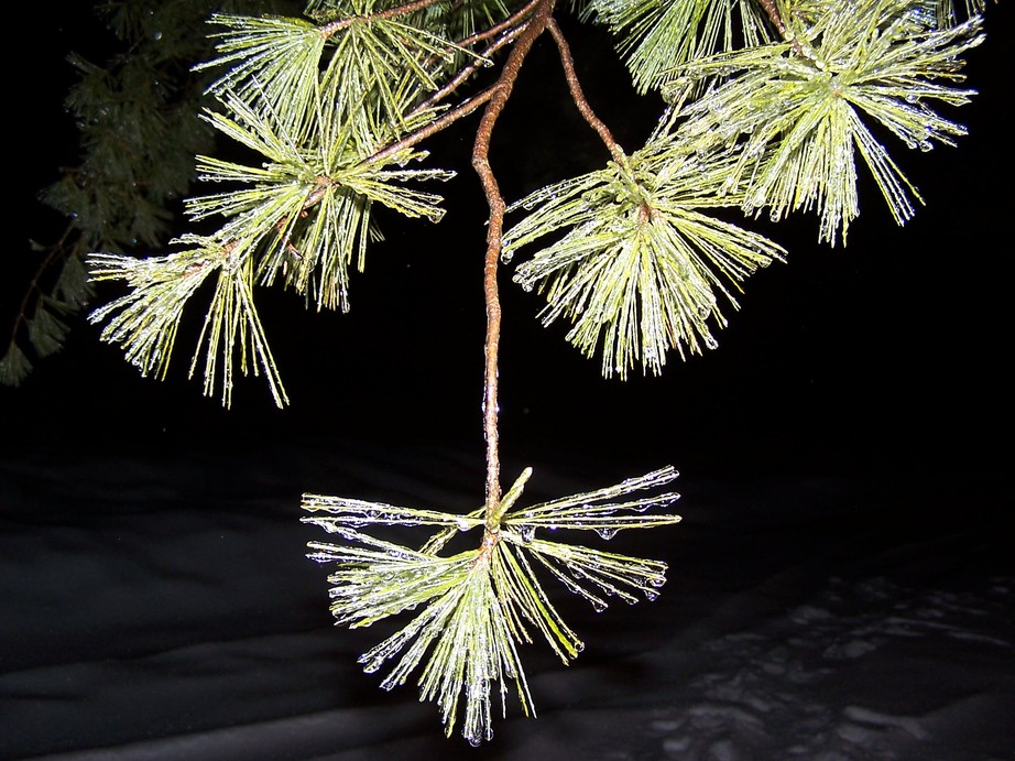 Hadley, NY: Frozen pine