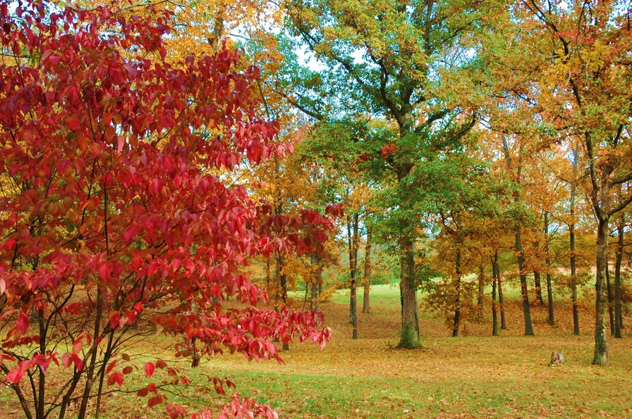 Fort Oglethorpe, GA: Fall Foliage