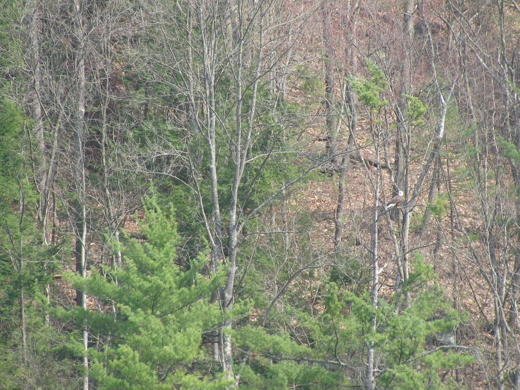 Lock Haven, PA: One of the Eagles at Pine Creek