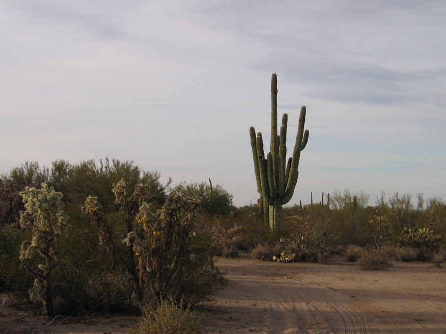 Picture Rocks, AZ: Sahuaro -Morning Glory Praising God