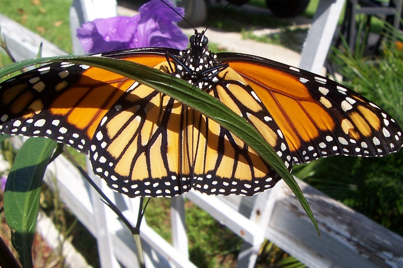 North Port, FL: Monarch in the garden, North Port Fl
