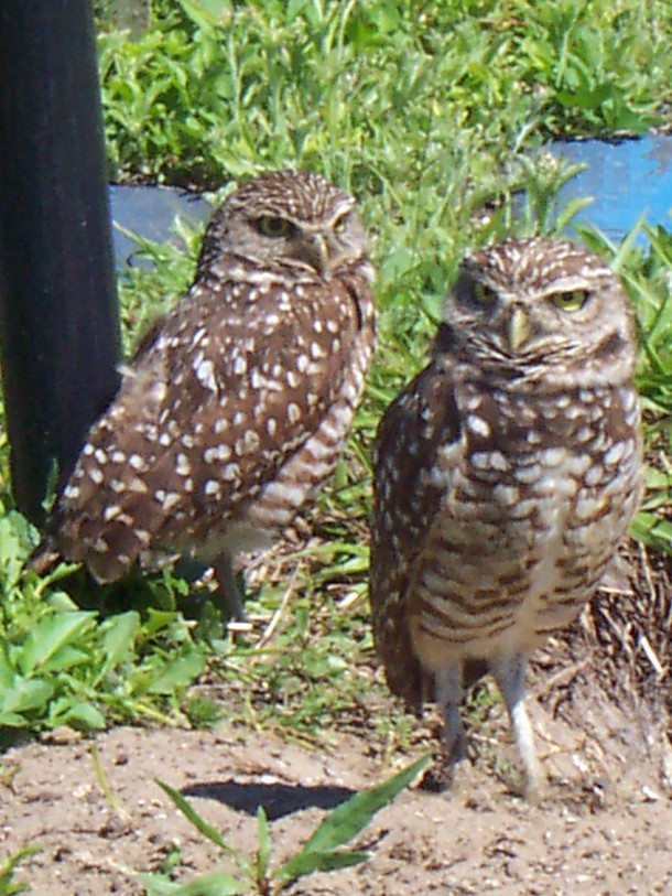 Punta Gorda, FL: Protected burrowing owls, Punta Gorda, Florida (see movie "Hoot")