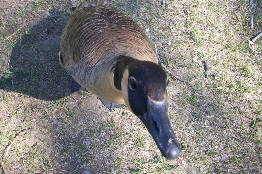 Erie, PA: Mama Goose, Presque Isle State Park