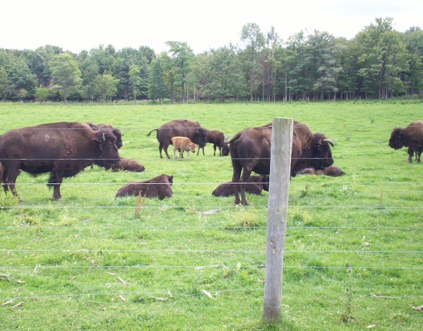 Erie, PA : Buffalo Nickle Ranch, Edinboro, Pa photo, picture, image ...