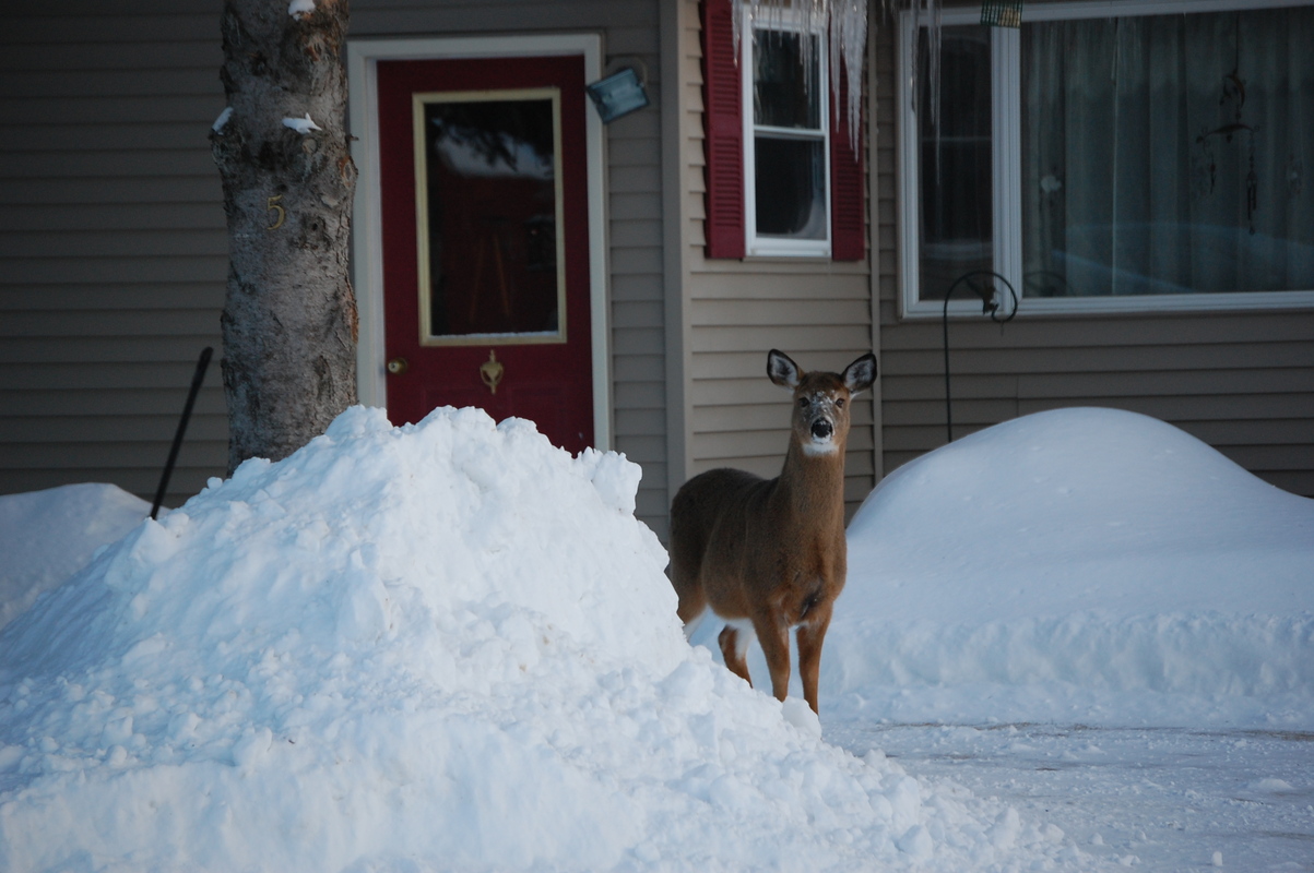Jackman, ME: Deer at neighbors front door