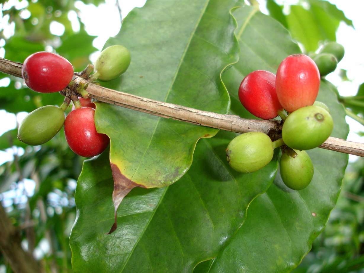 North Kona, HI: Kona Coffee Beans, picture taken in Kona, HI
