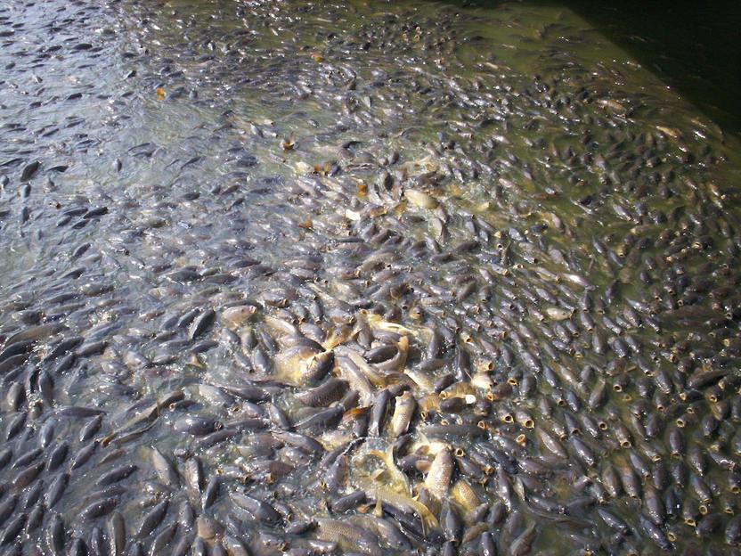Linesville, PA: fish at spillway