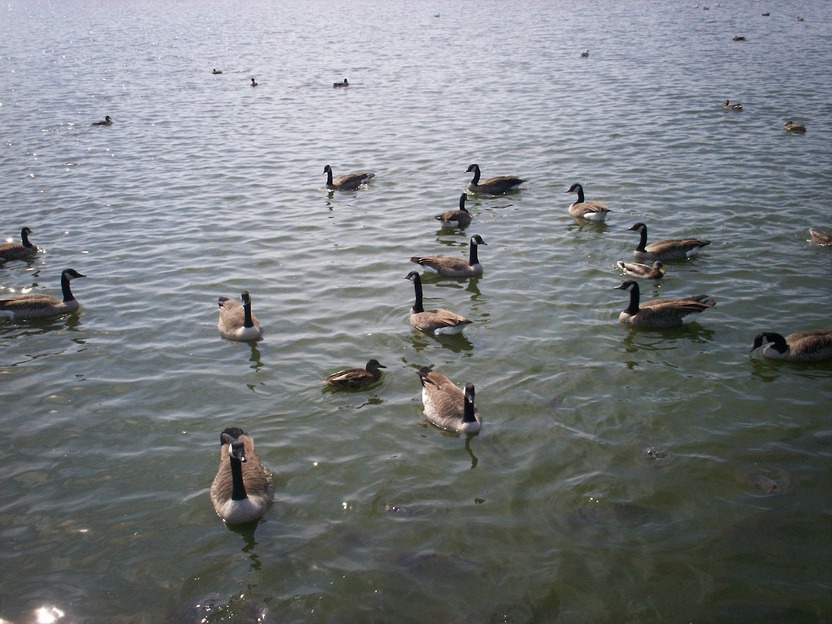 Linesville, PA: geese, duck fighting with the fish