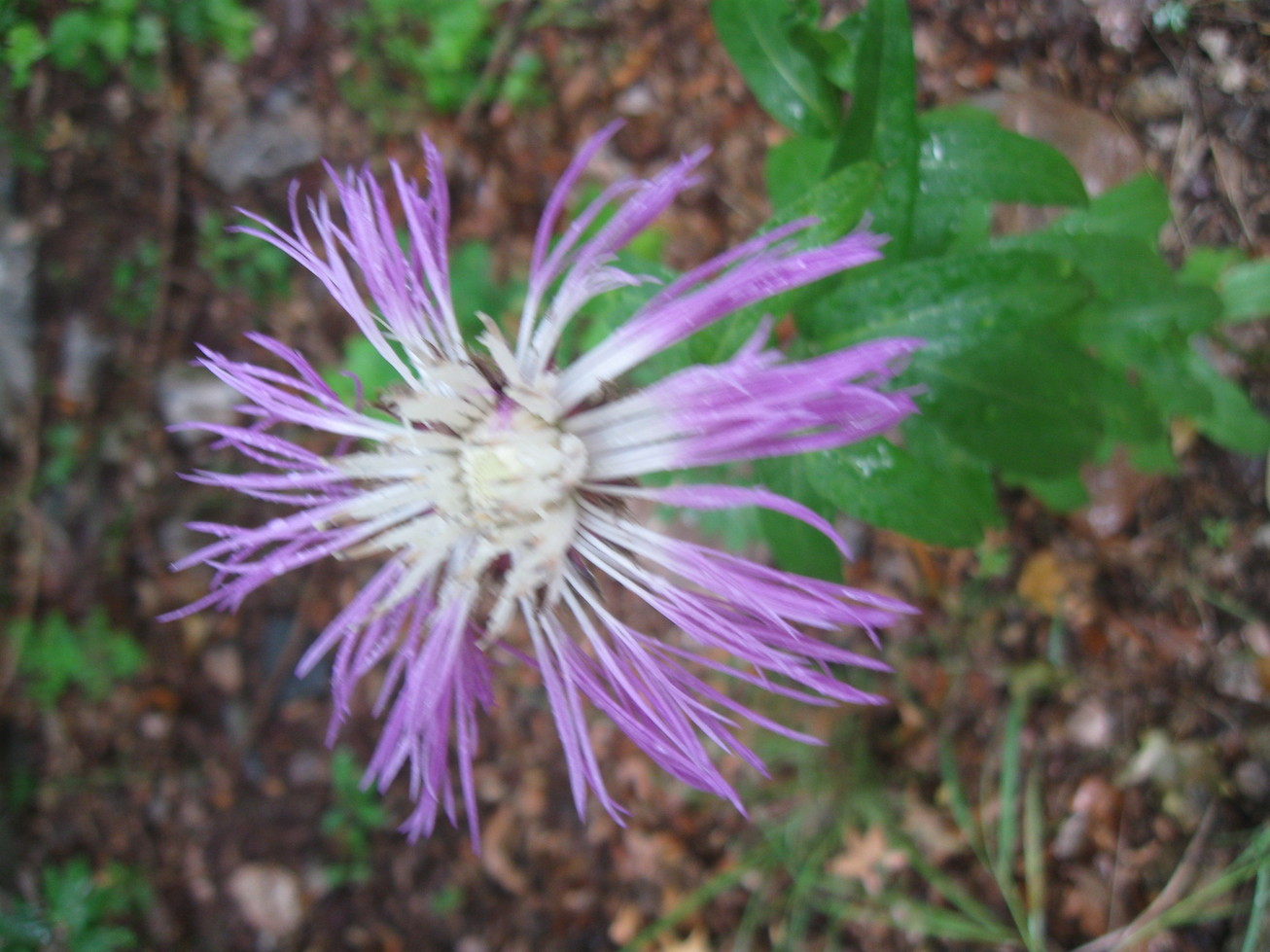Sierra Vista, AZ summer bloom in Garden Canyon photo, picture, image