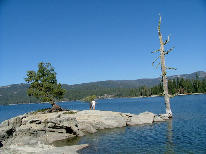 Shaver Lake, CA: Big little tree