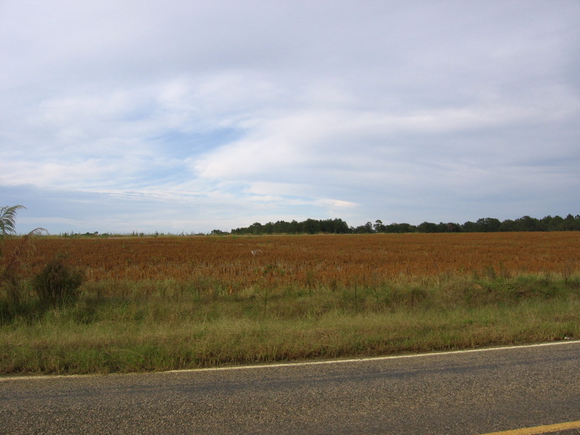 Statesboro, GA: field in statesboro (burkhalter road)