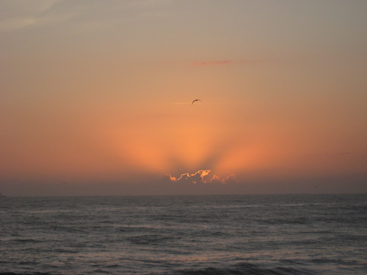 Flagler Beach, FL: Flagler Sunrise and a lone gull
