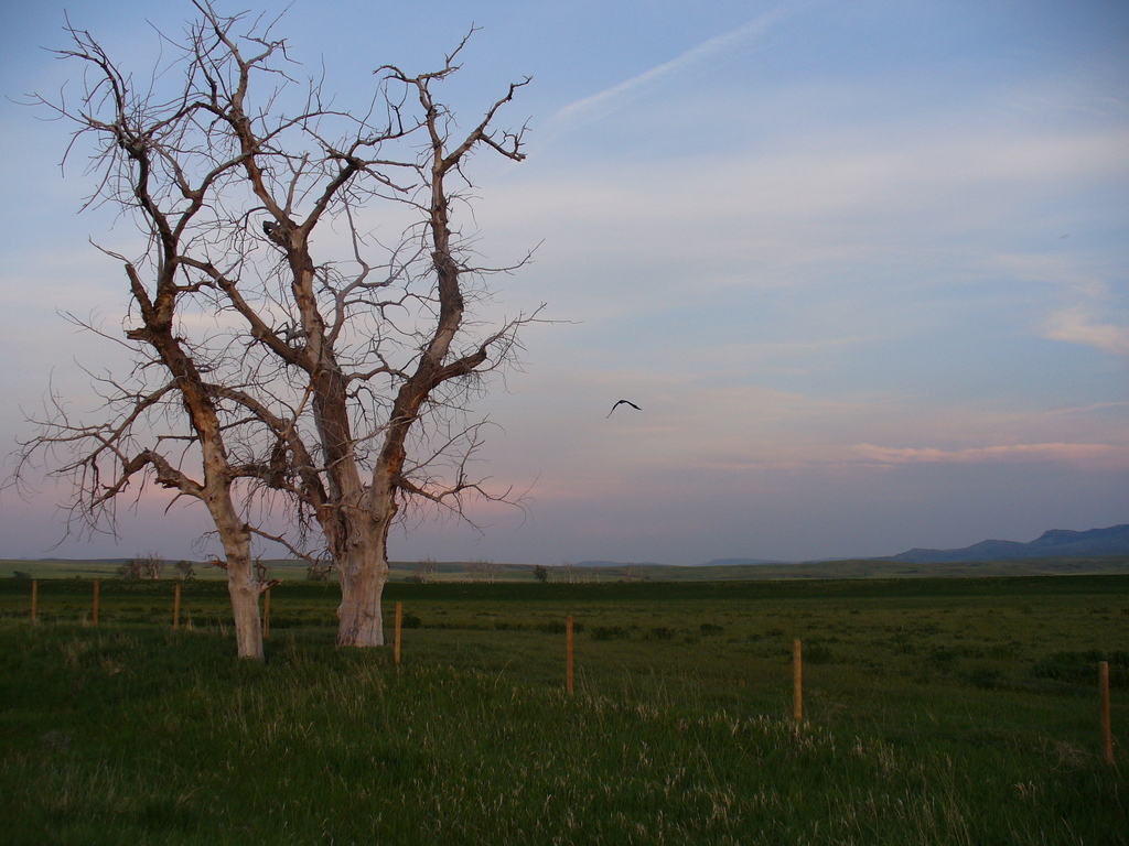 Cascade, MT: Tree and hawk in flight