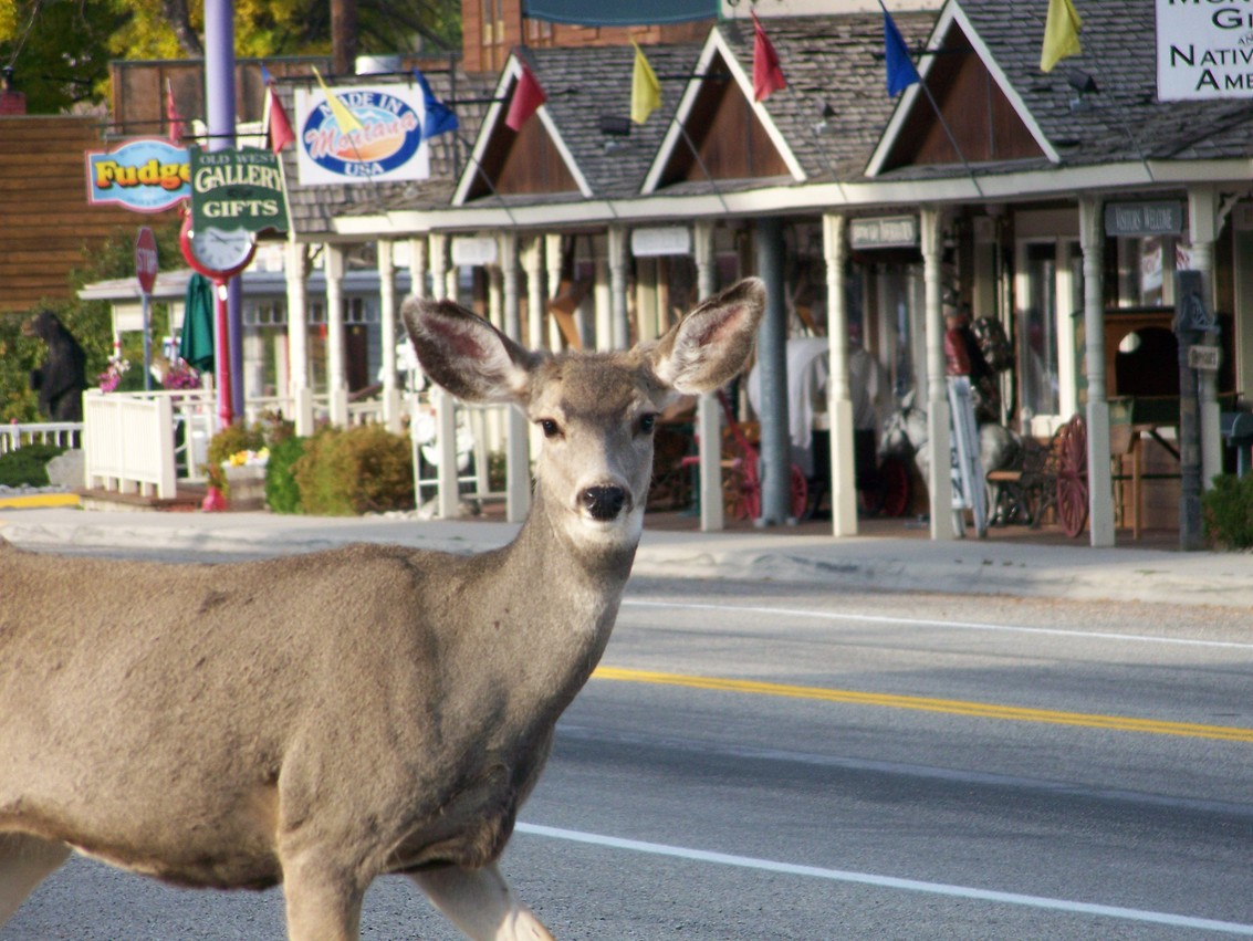 Darby, MT: Deer in Town