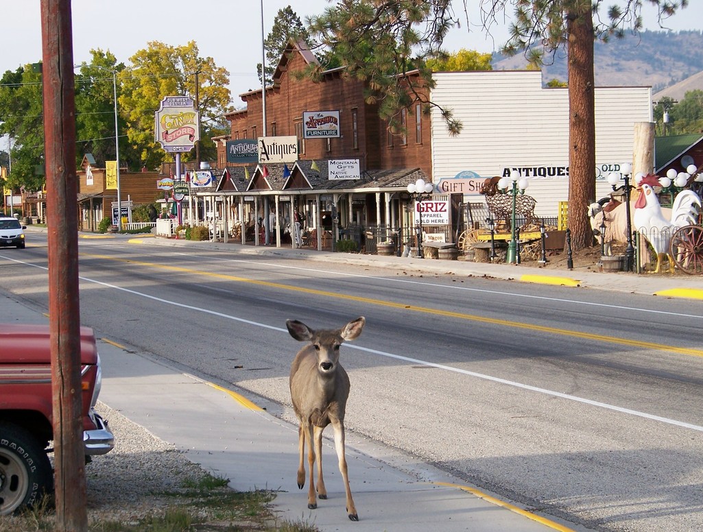 Darby, MT: Deer in Darby - Antique Stores in the back Ground
