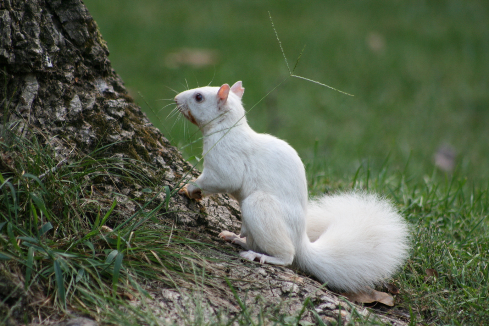 Olney, IL: Olney White Squirrel