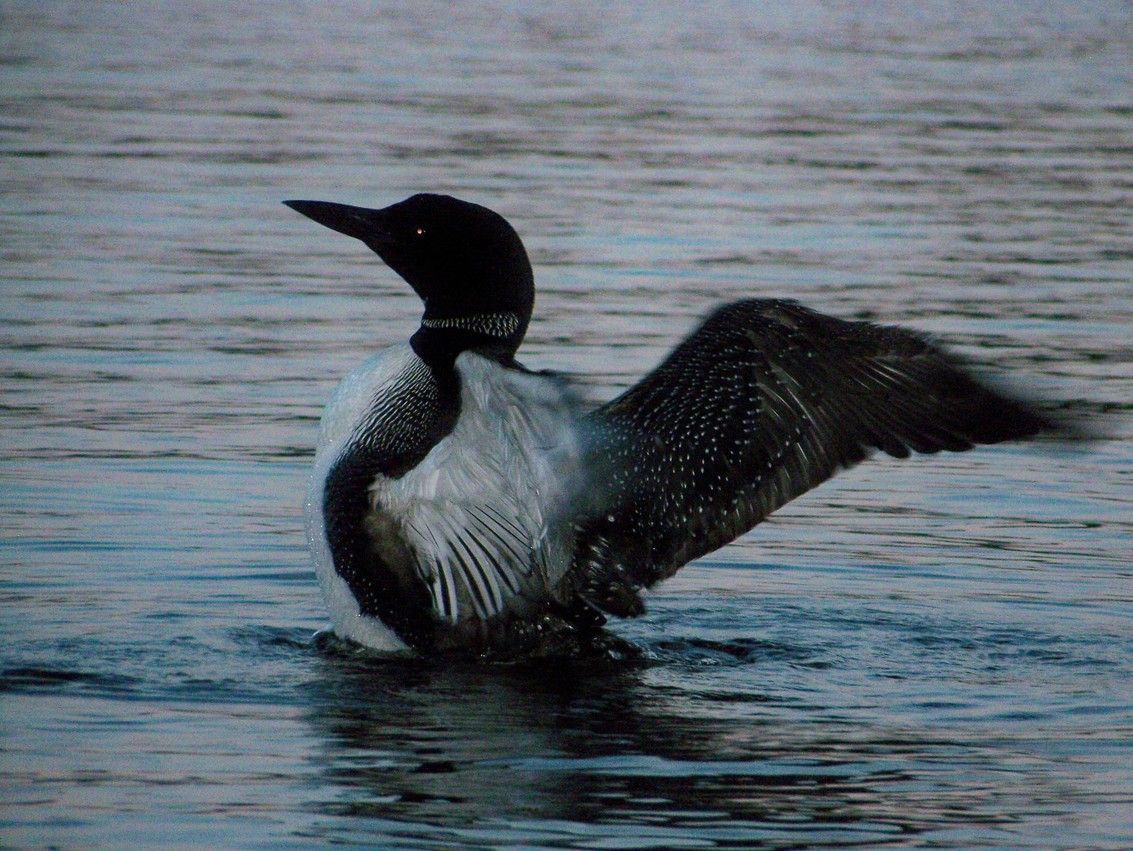 Orland, ME: Loon on Toddy pond
