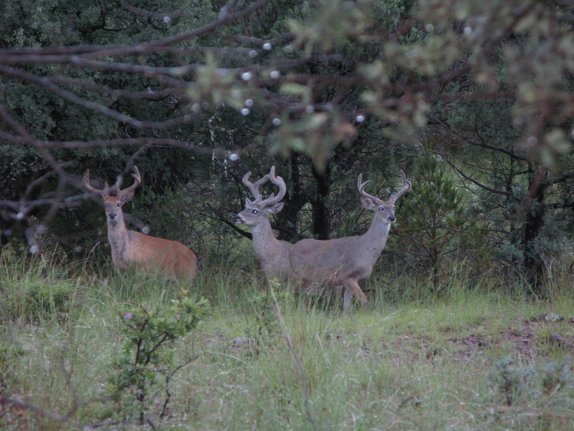 Fort Davis, TX: Bucks on the Davis Mountain Resort