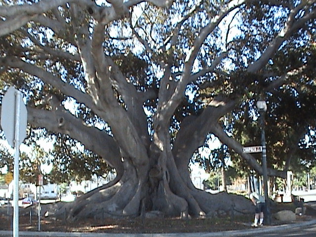 Santa Barbara, CA : Amazing Santa Barbara Tree photo, picture, image ...