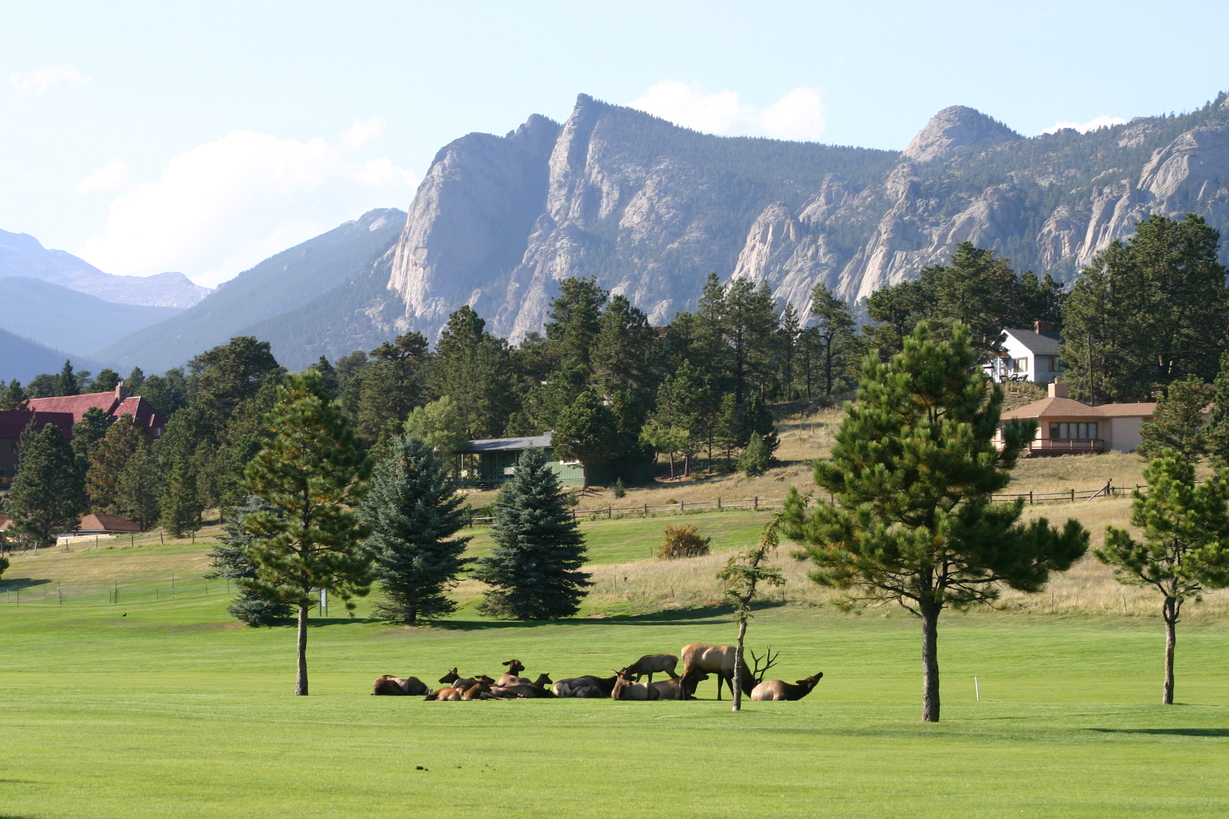 Estes Park, CO Elk on the golf course in Estes Park. photo, picture