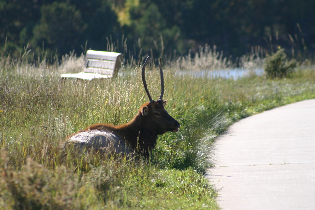 Estes Park, CO: Elk lying near the walking path around Lake Estes.