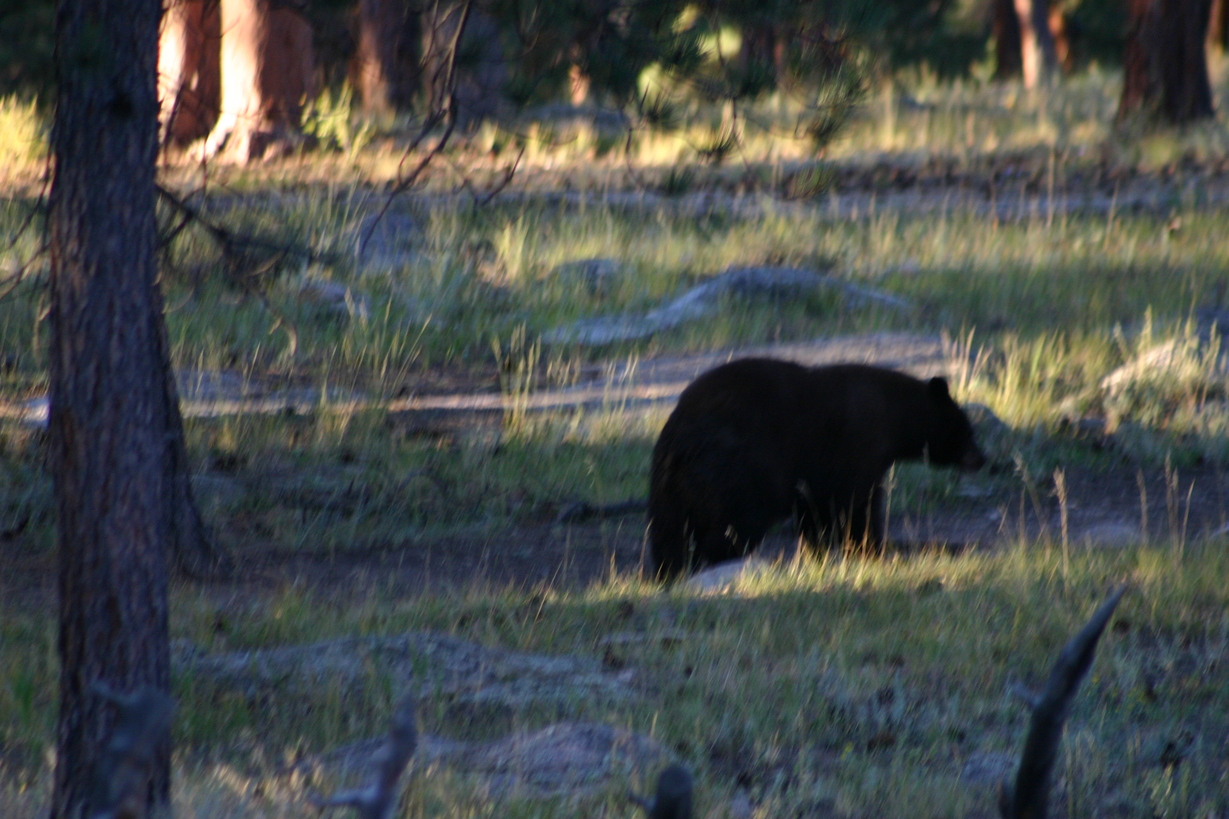 Estes Park, CO: Mother bear in Rocky Mountain National Park near Estes Park.