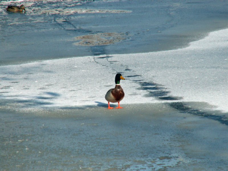 Wheaton, IL: Mallard Duck in Winter Scene at Rathje Park in Wheaton, IL by Mark Kempe