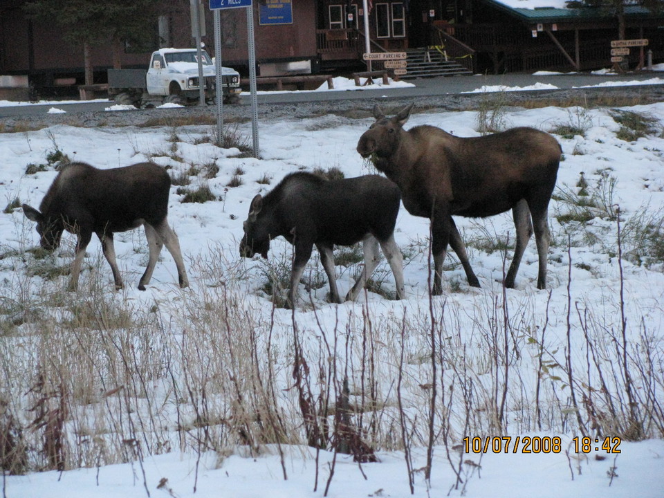 Glennallen, AK Local residents photo, picture, image (Alaska) at city